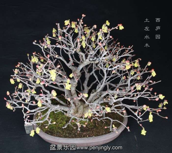 bonsai2015022807.jpg