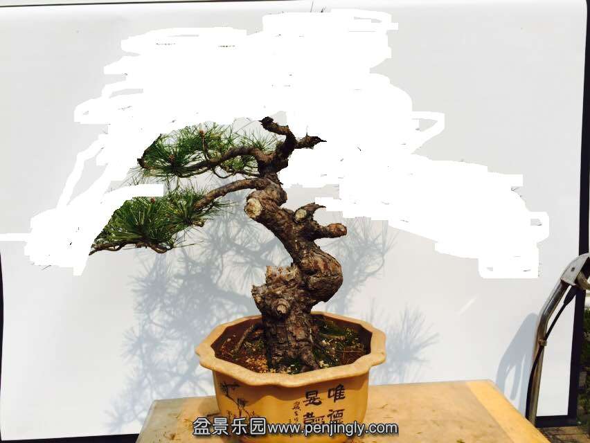 123620hwxcda8ijsp9tfmj.png