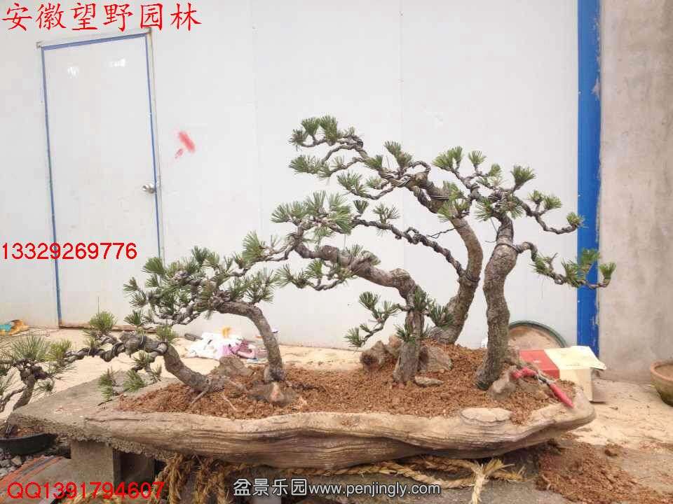 4BF9587CAEBA6887B145E4B8F87392BA.jpg