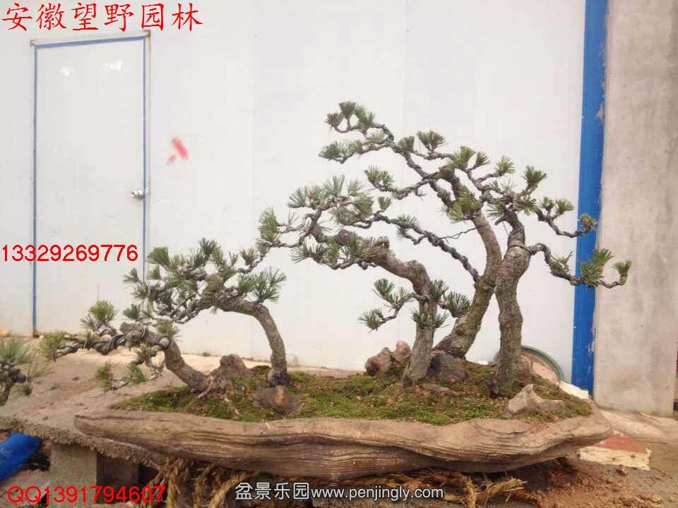 659DE676D781658A103CD94DD6DBB963.jpg