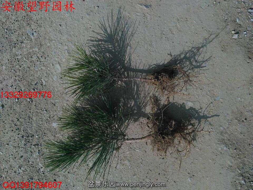 EC0A8E92FECD4DBC963542FA2A9FC8B9.jpg