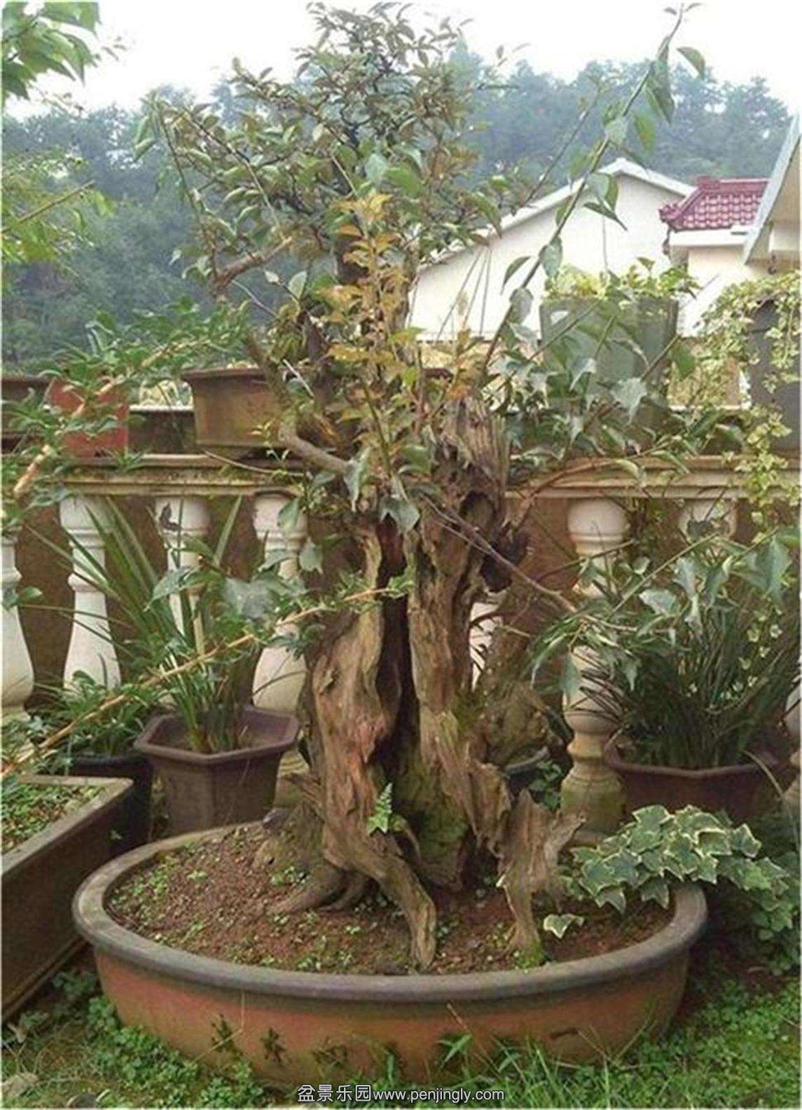 ÷׮51_2345ͼ.jpg