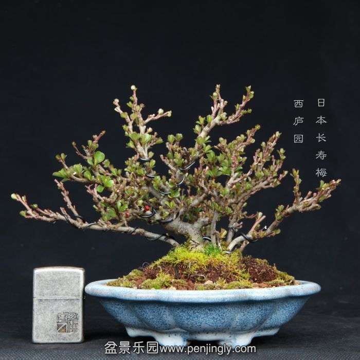 bonsai15030601.jpg