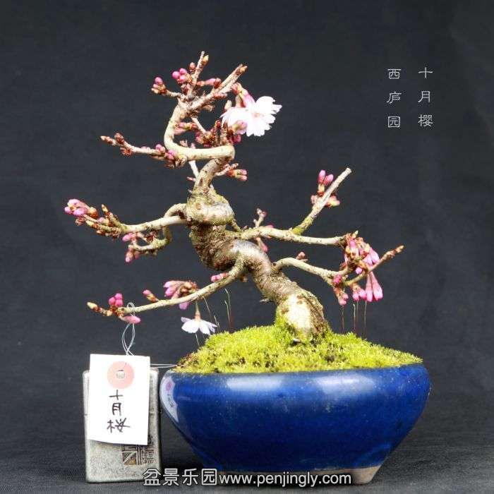 bonsai15030610.jpg