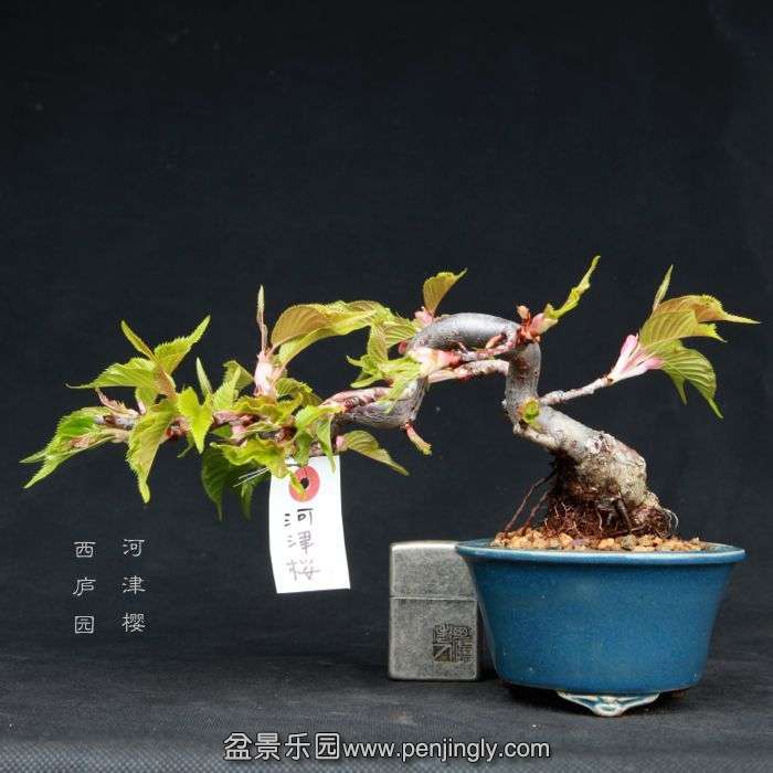 bonsai15030607.jpg