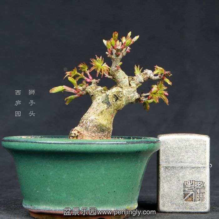 bonsai15030613.jpg