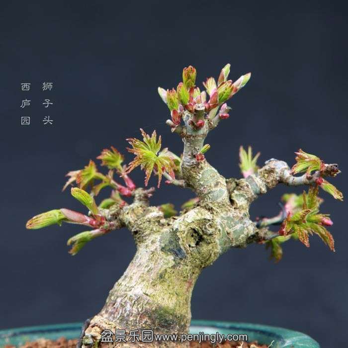 bonsai15030615.jpg