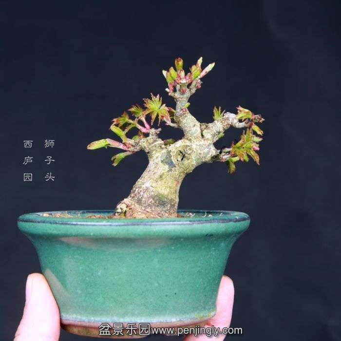 bonsai15030614.jpg