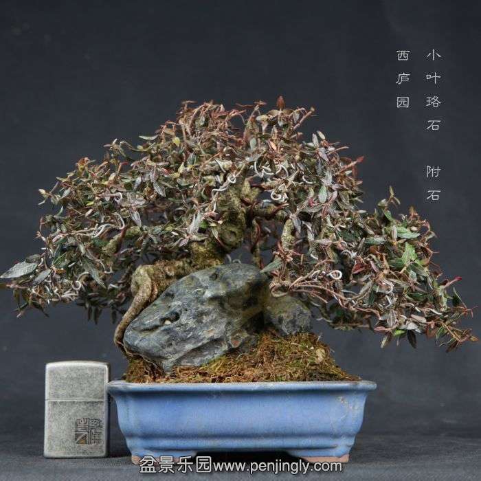 bonsai15030616.jpg