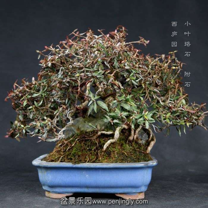 bonsai15030619.jpg