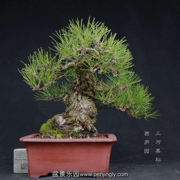 bonsai15030621.jpg