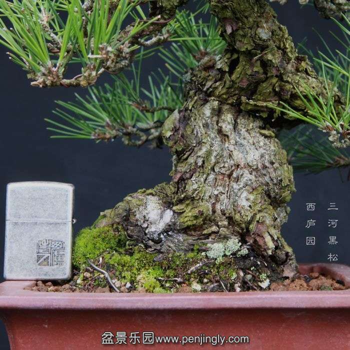 bonsai15030623.jpg