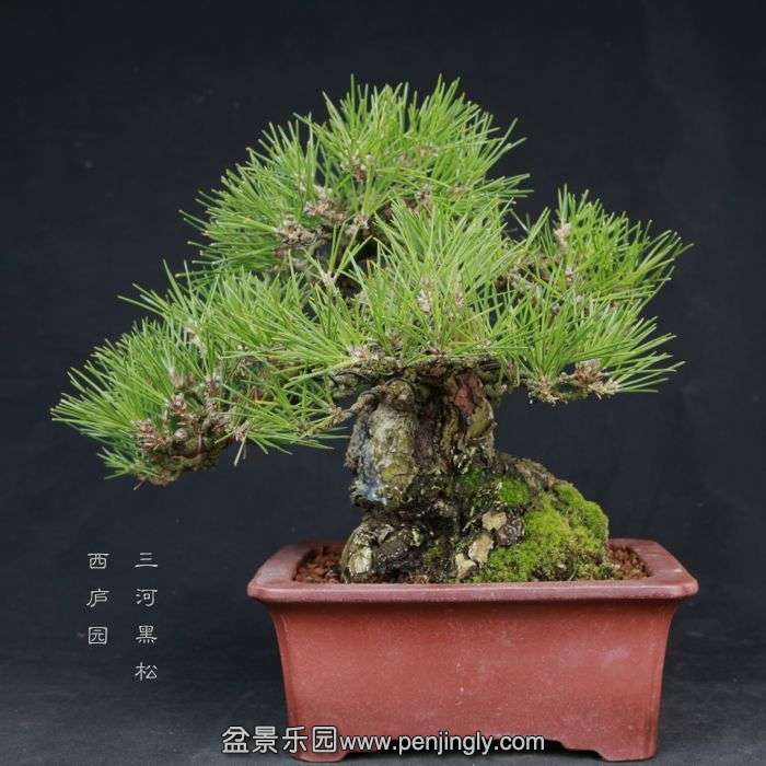 bonsai15030624.jpg