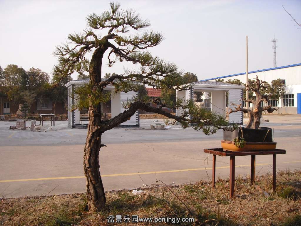 SDC14275.JPG