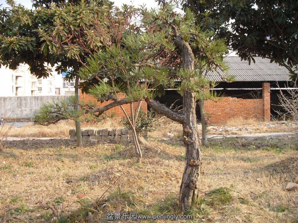 SDC14272.JPG
