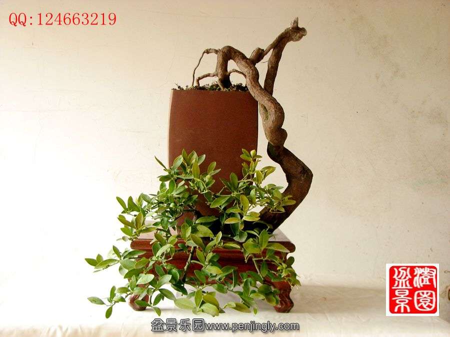 IMG_0036_副本_副本.jpg