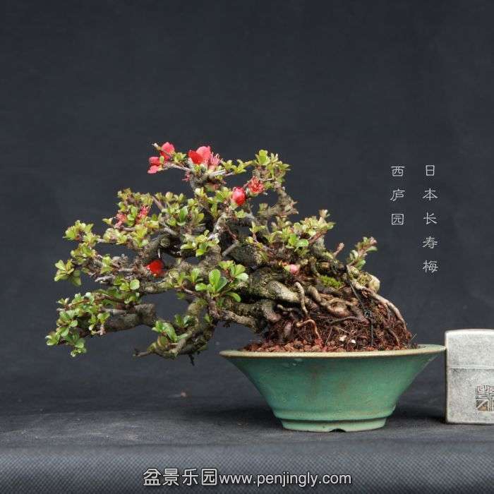 bonsai15030801.jpg