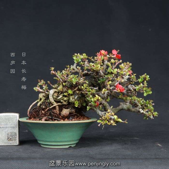 bonsai15030804.jpg