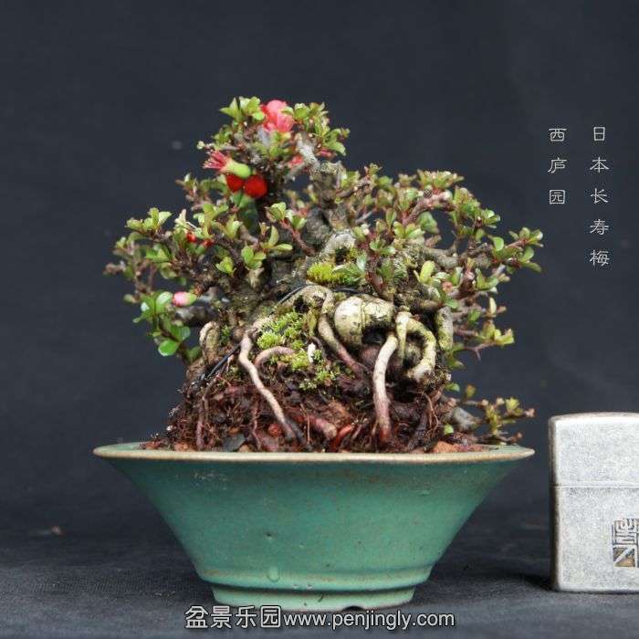 bonsai15030803.jpg