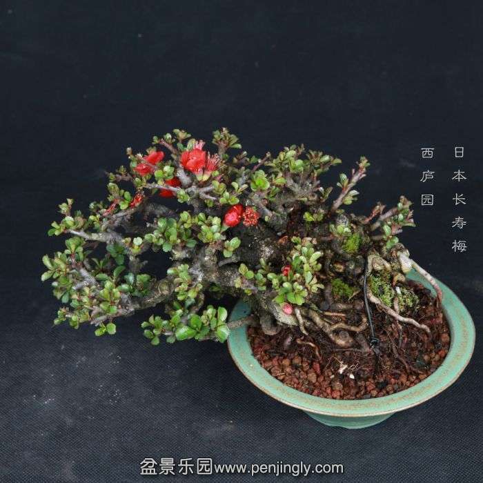 bonsai15030805.jpg