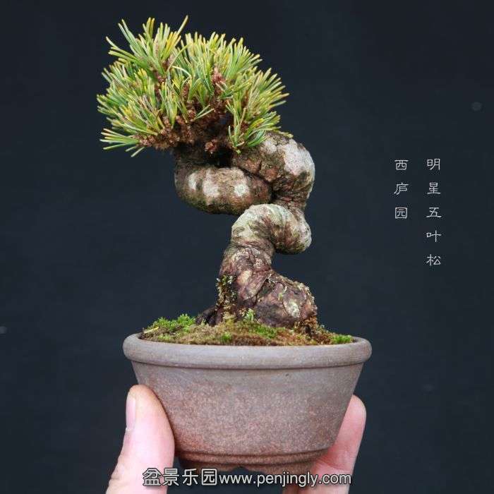 bonsai15030818.jpg