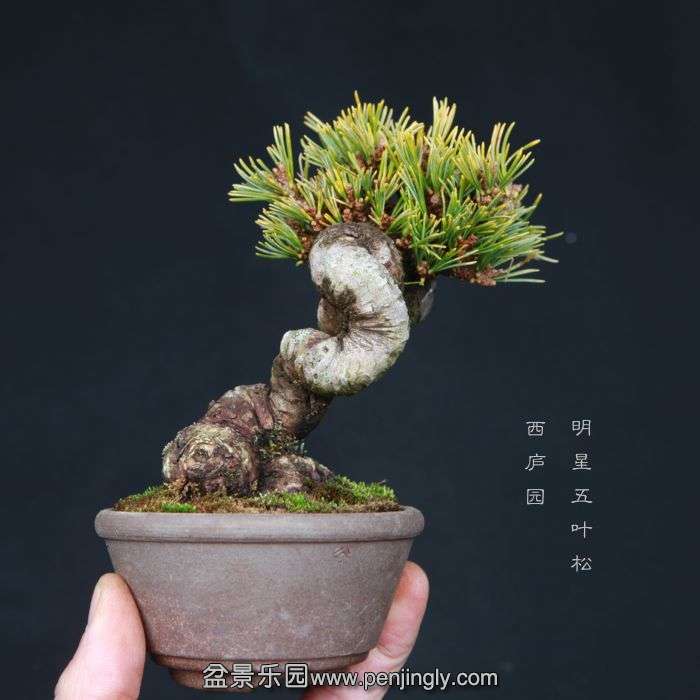 bonsai15030817.jpg