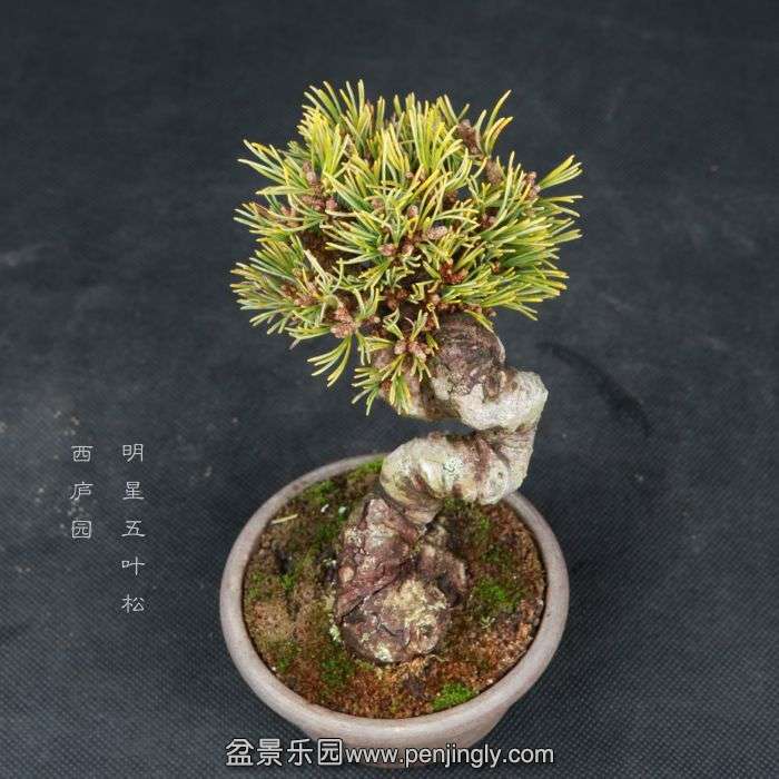 bonsai15030816.jpg