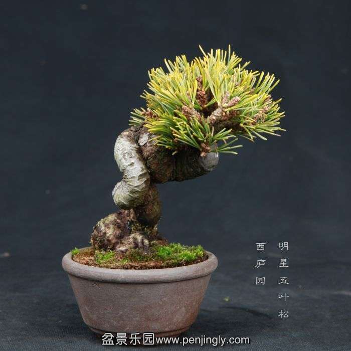 bonsai15030815.jpg