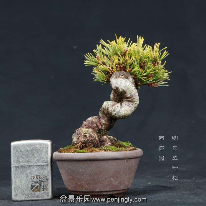 bonsai15030814.jpg