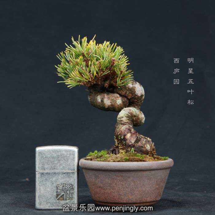 bonsai15030813.jpg