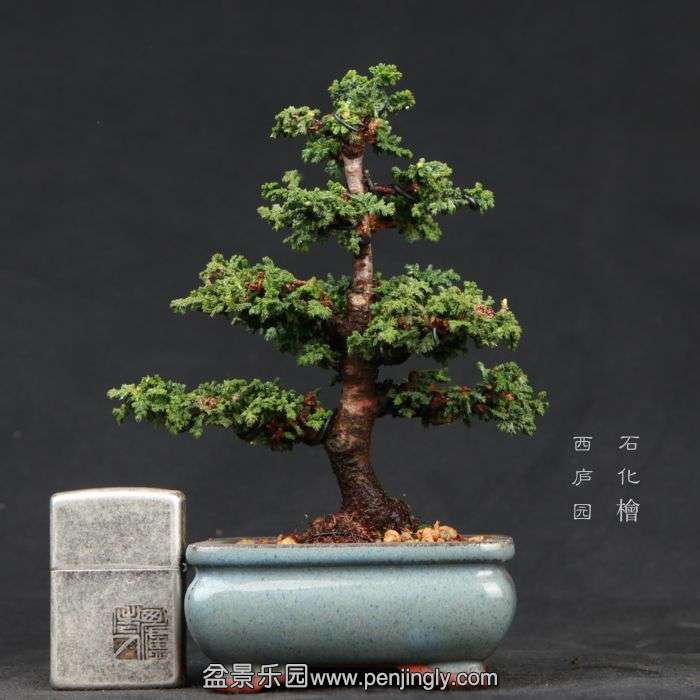 bonsai15030811.jpg