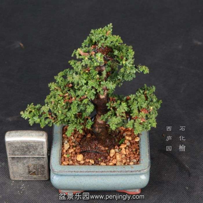 bonsai15030812.jpg