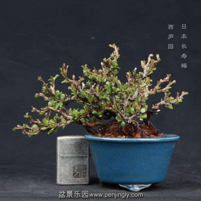 bonsai15030806.jpg