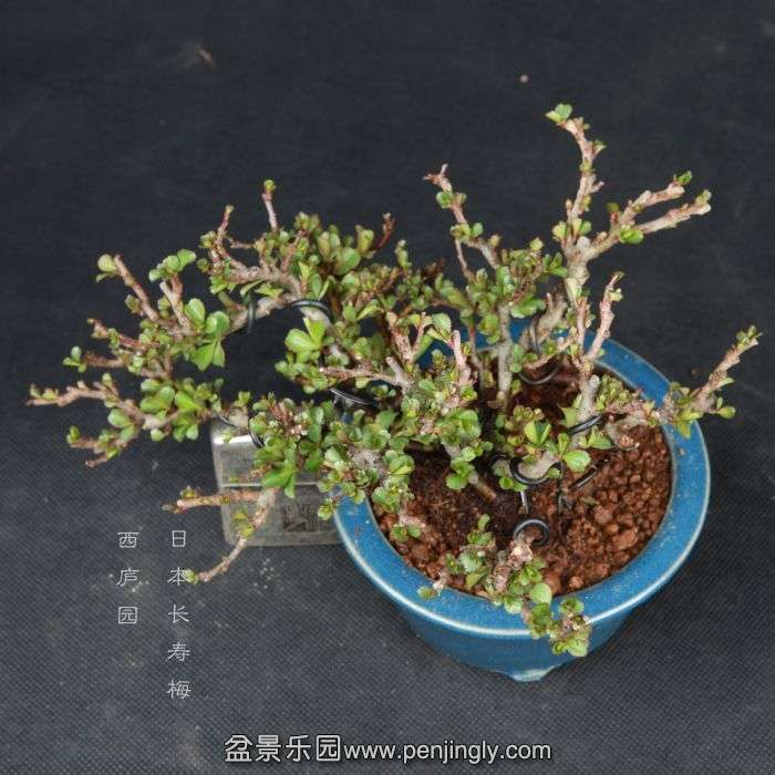 bonsai15030807.jpg