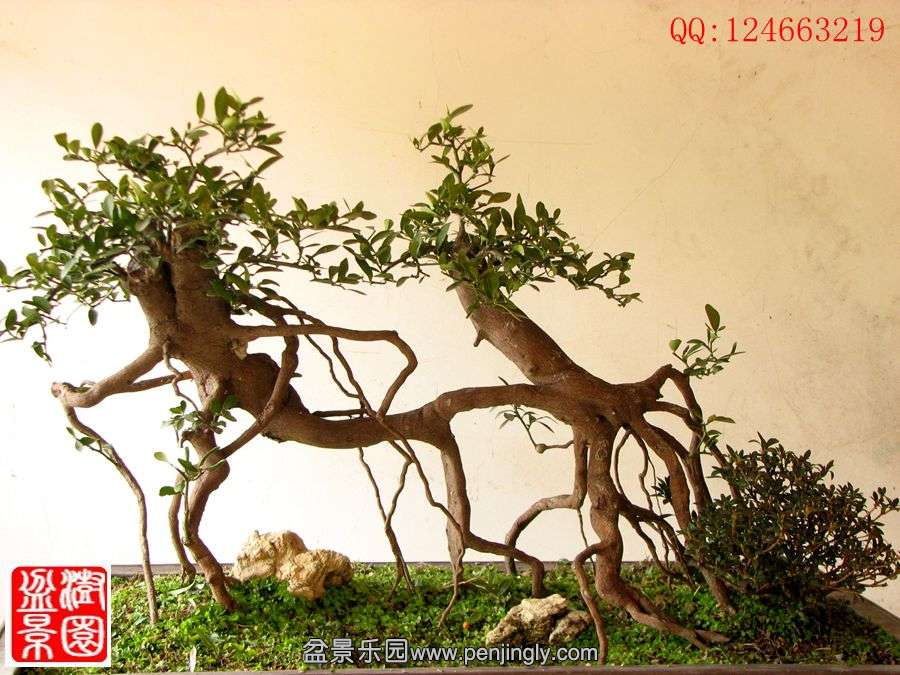 IMG_0050_.jpg