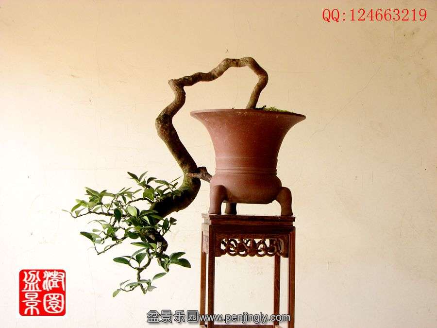 IMG_0081__.jpg