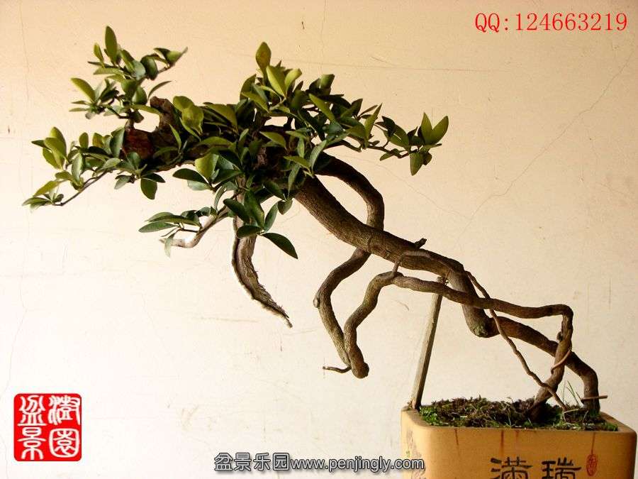 IMG_0117_副本_副本.jpg