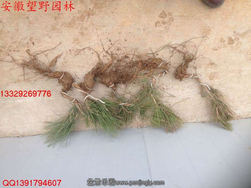 3927FB74E8AC8F1B97DD5A59DB9CAB11.jpg