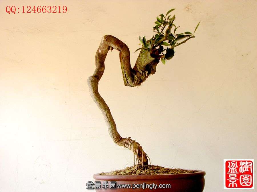IMG_0175__.jpg