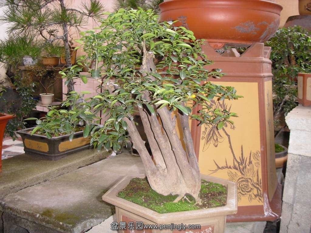 SDC14192.JPG