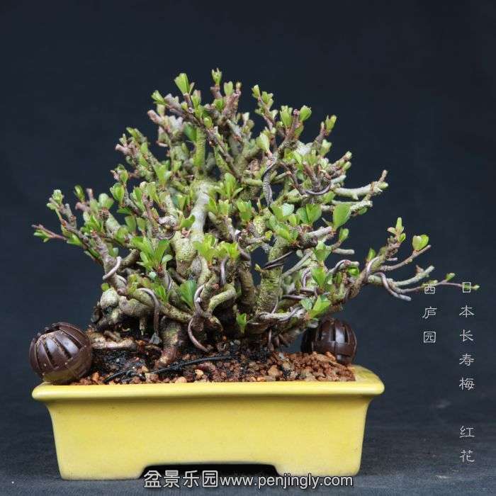 bonsai15031803.jpg