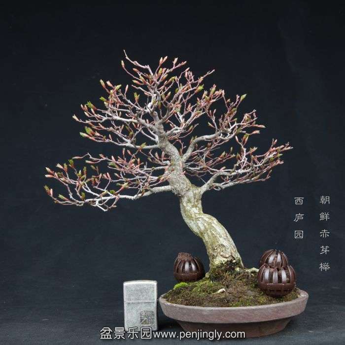 bonsai15031805.jpg