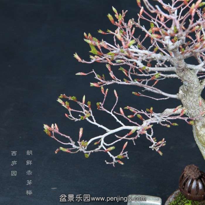 bonsai15031808.jpg