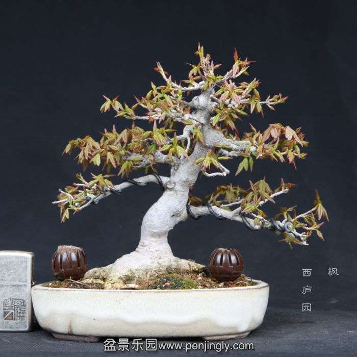 bonsai15031810.jpg