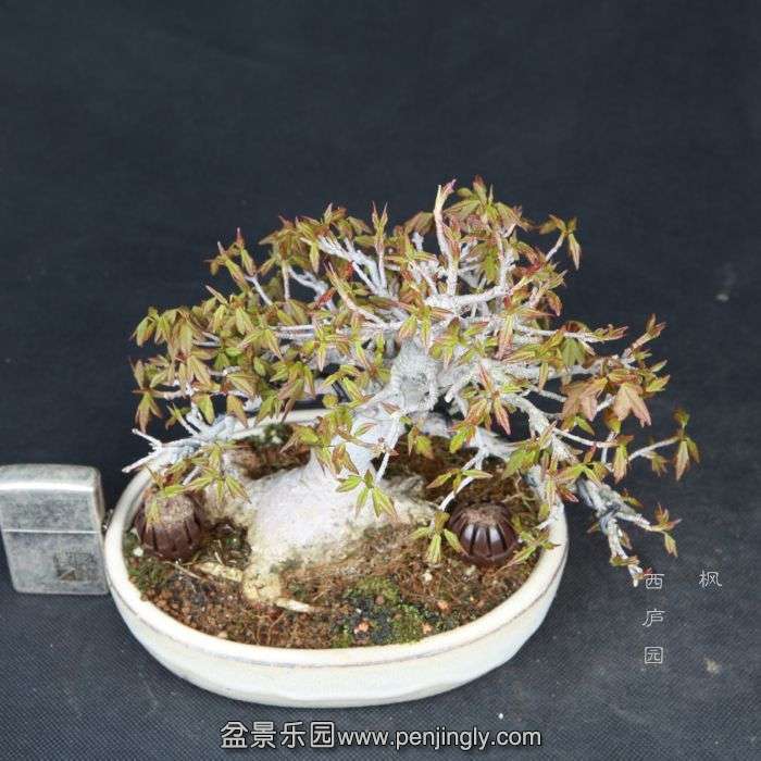 bonsai15031811.jpg