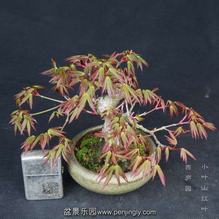 bonsai15031813.jpg