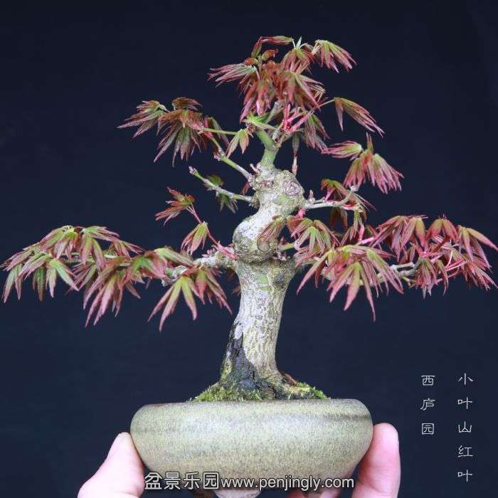 bonsai15031814.jpg