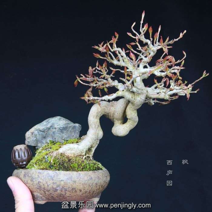 bonsai15031820.jpg