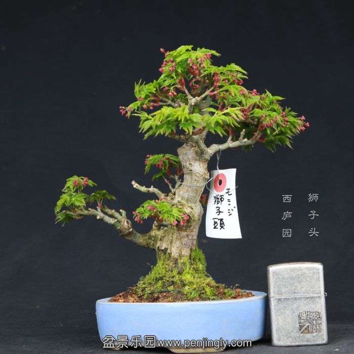 bonsai15031822.jpg