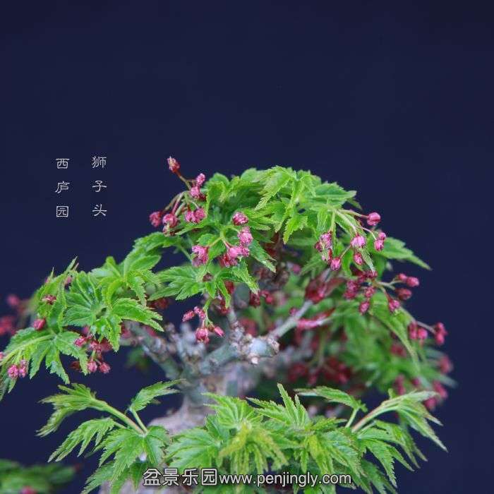 bonsai15031825.jpg